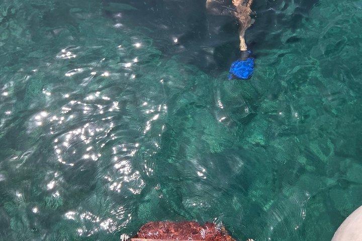 「夢のようなクルーズ」伝統的なギリシャのボートでアルゴストリ港からデイリー クルーズ