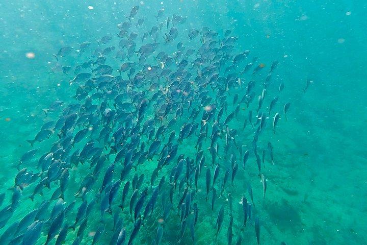 フォートローダーデール：軽食付き少人数スノーケリングツアー