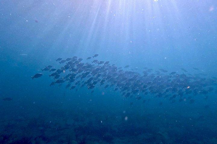 フォートローダーデール：軽食付き少人数スノーケリングツアー