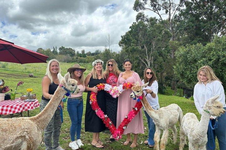 Maui Alpaca and Angora Bunny Farm Experience
