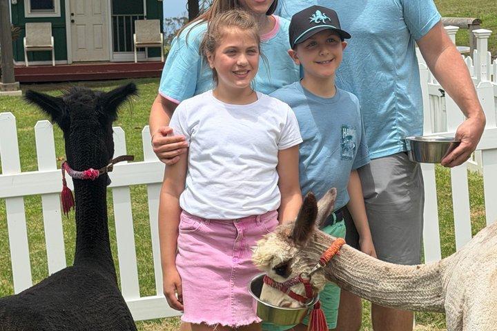 Maui Alpaca and Angora Bunny Farm Experience
