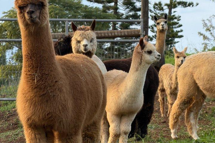 Maui Alpaca and Angora Bunny Farm Experience