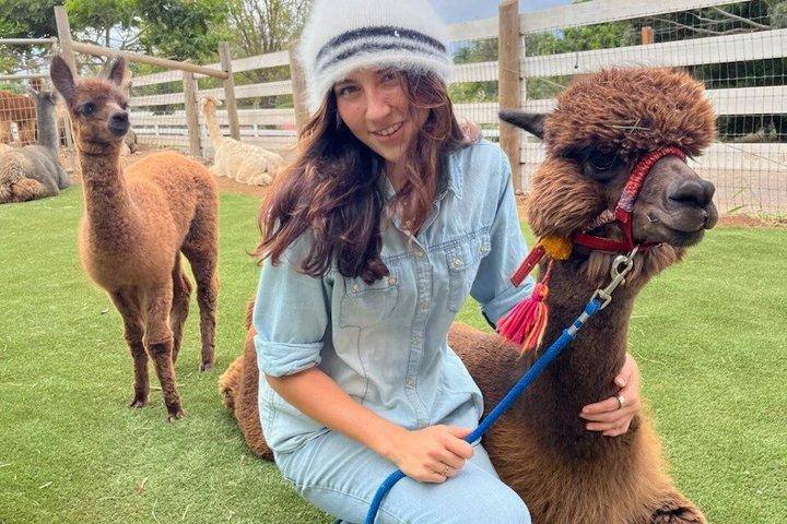 Maui Alpaca and Angora Bunny Farm Experience