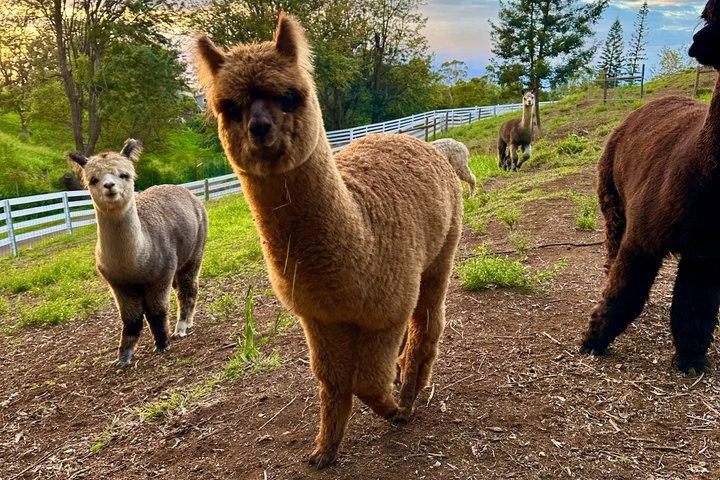 Maui Alpaca and Angora Bunny Farm Experience