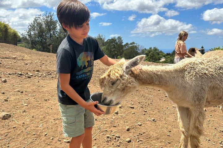 Maui Alpaca and Angora Bunny Farm Experience