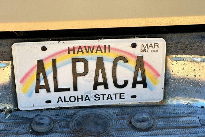 Maui Alpaca and Angora Bunny Farm Experience