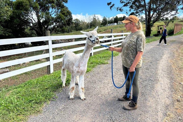 Maui Alpaca and Angora Bunny Farm Experience
