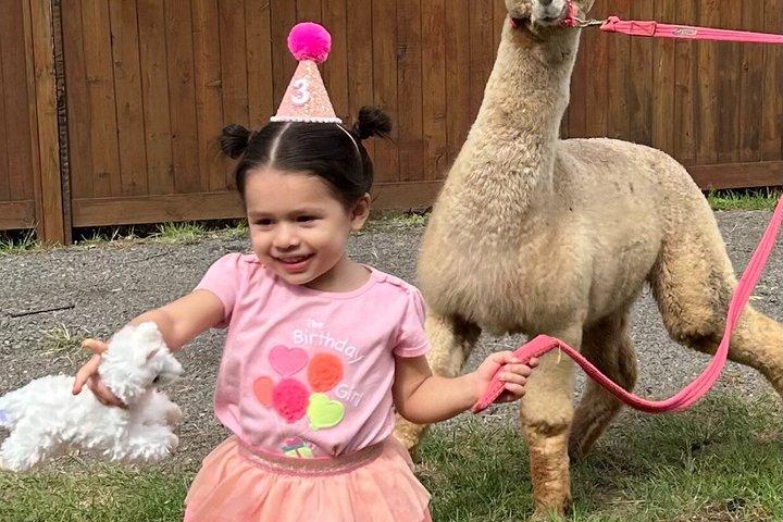 Maui Alpaca and Angora Bunny Farm Experience