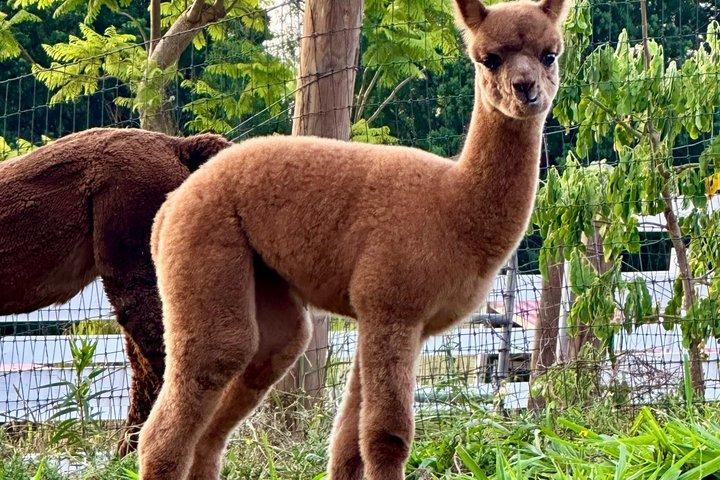 Maui Alpaca and Angora Bunny Farm Experience