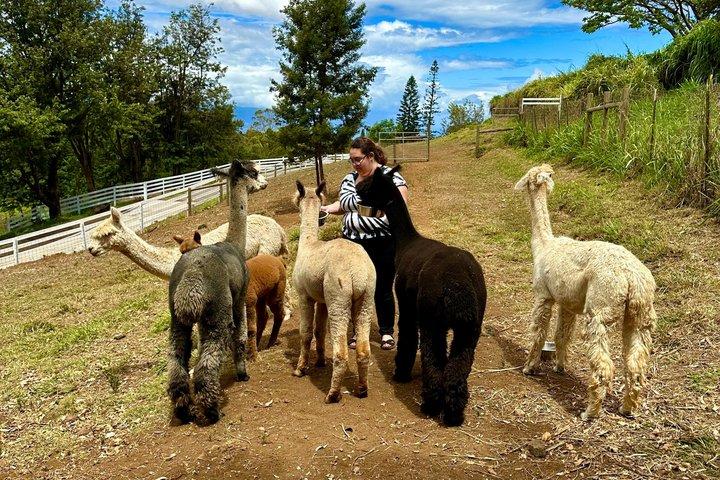 Maui Alpaca and Angora Bunny Farm Experience