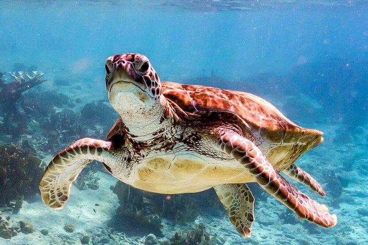 Private Bonaire Snorkeling Experience