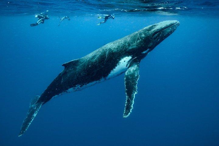Small Group Whale Watching and Swim Experience in Moorea