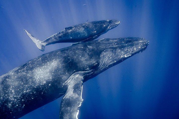 Small Group Whale Watching and Swim Experience in Moorea