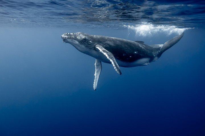 Small Group Whale Watching and Swim Experience in Moorea