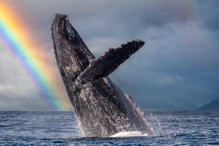 Small Group Whale Watching and Swim Experience in Moorea