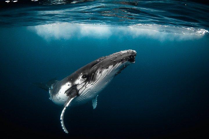 Small Group Whale Watching and Swim Experience in Moorea