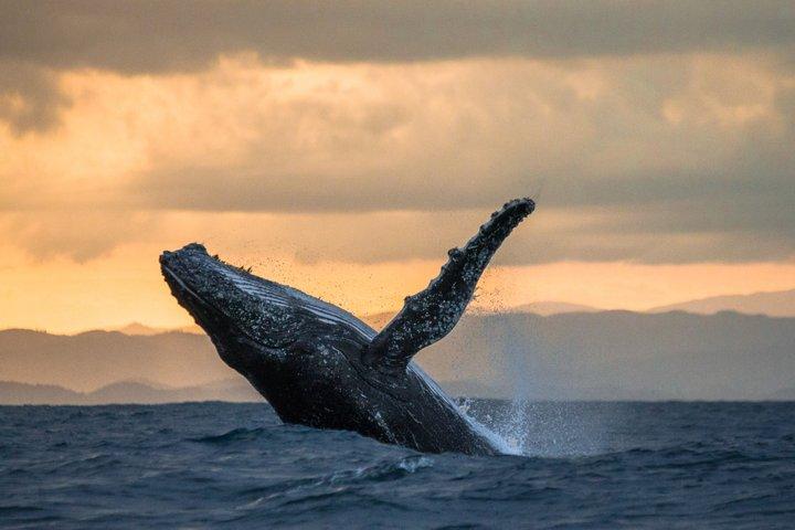 Small Group Whale Watching and Swim Experience in Moorea