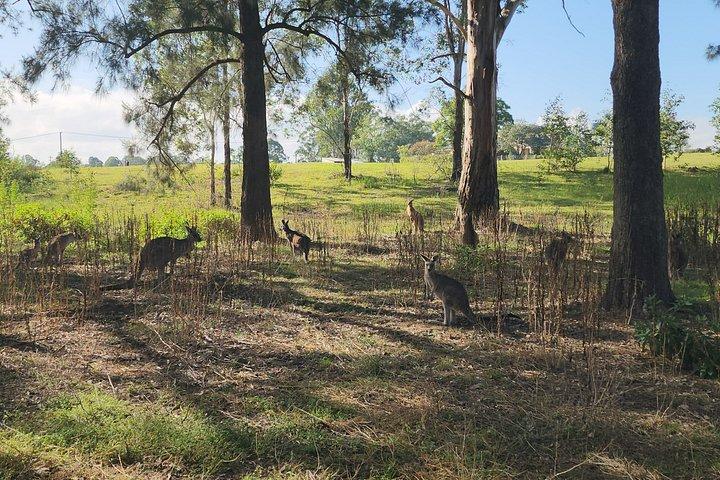 Blue Mountains Hidden Routes: Wild Kangaroos, Windsor & Falls