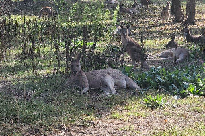 Blue Mountains Hidden Routes: Wild Kangaroos, Windsor & Falls