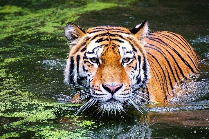 ランタンボールデリーアグラジャイプールとの5日間のゴールデントライアングルツアー