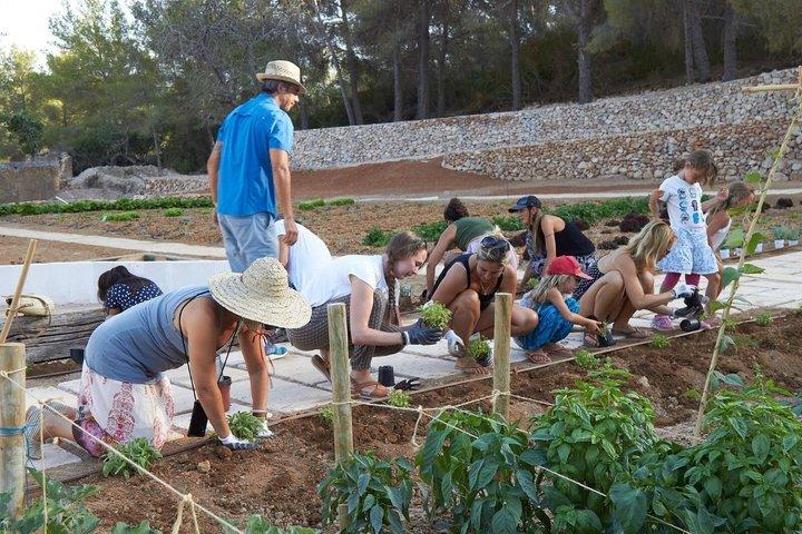Ibiza: Økologisk gård til bord madlavning klasse med frokost og vin