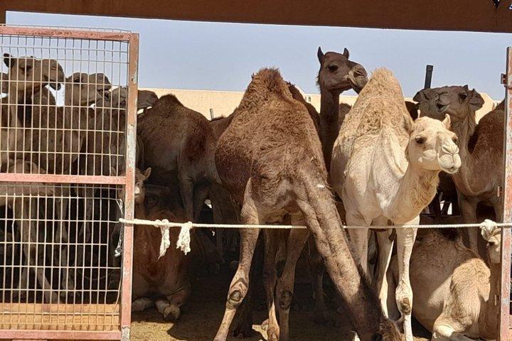 Private Full Day Al Ain City Tour Historic Forts and Hidden Gems
