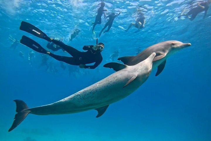 Dolphin House Trip nadar com golfinhos e snorkeling em Hurghada