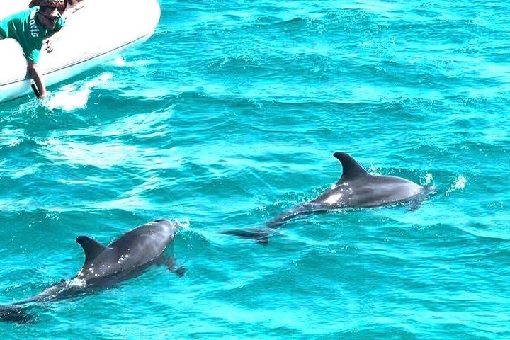 フルガダでイルカとシュノーケリングのイルカハウストリップスイム