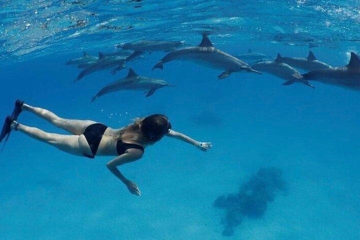 フルガダでイルカとシュノーケリングのイルカハウストリップスイム