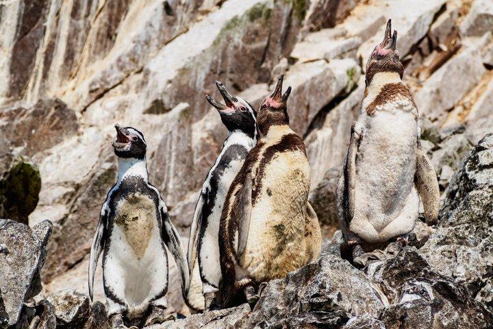 Ballestas Island Boottocht vanuit Paracas