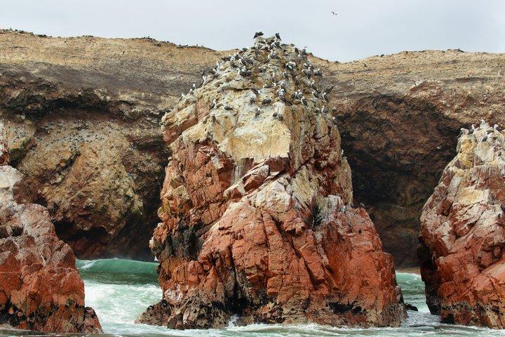 Ballestas Island Boottocht vanuit Paracas