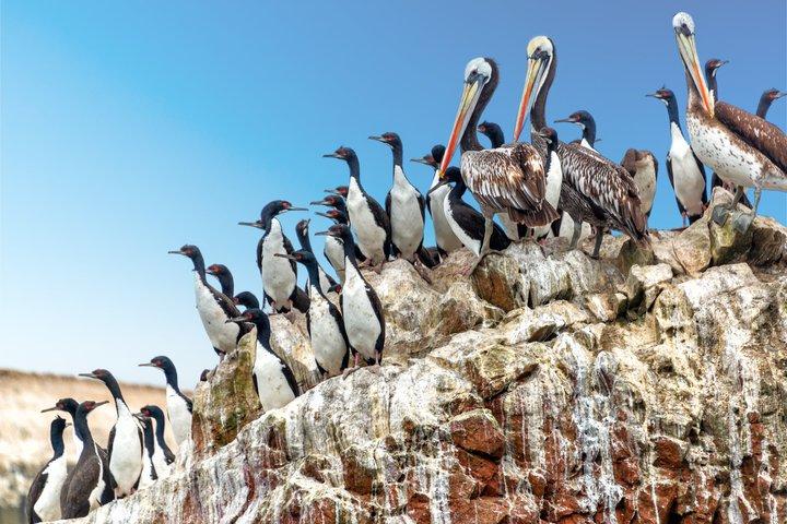 Ballestas Island Boottocht vanuit Paracas