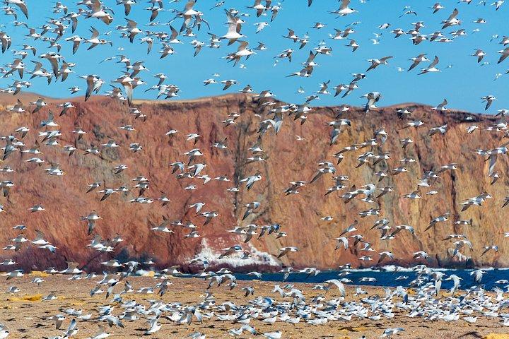 パラカス発バリェスタス島ボートツアー