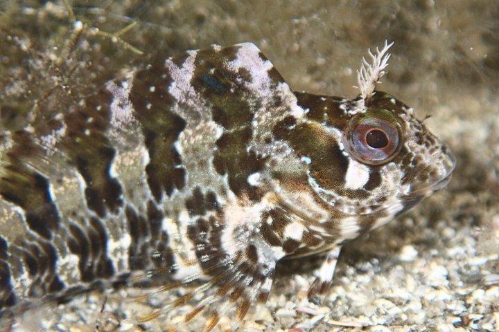 Immersioni private a Minorca con guida per subacquei certificati.