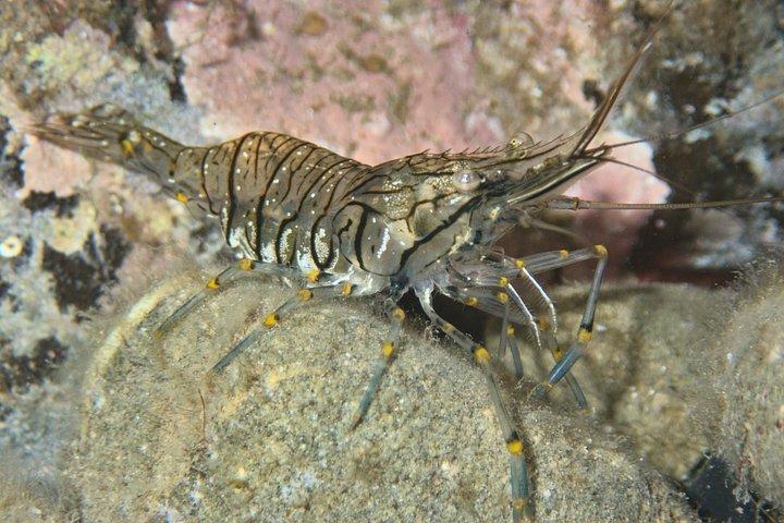 Immersioni private a Minorca con guida per subacquei certificati.
