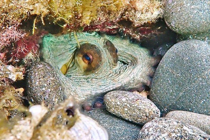 Immersioni private a Minorca con guida per subacquei certificati.