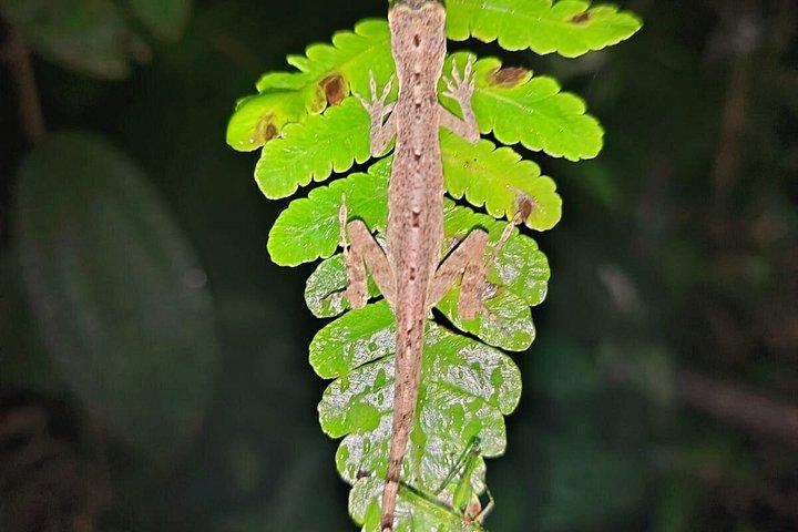 Amazon Puyo 3 Days 2 Nights | Caimans, Waterfall and Jungle