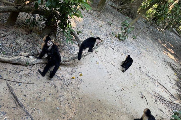 Crazy Clem Sloths, Monkeys & Island Adventure With a local guide