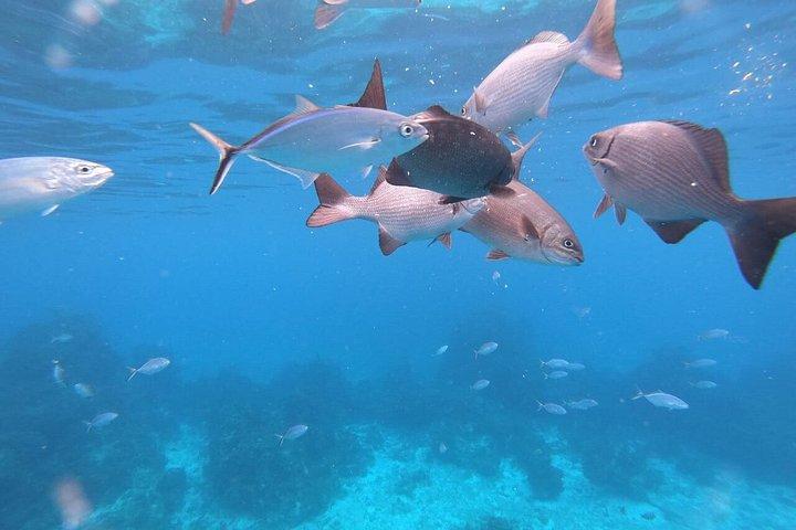 Snorkeling Shared Sky Tour in Cozumel with C