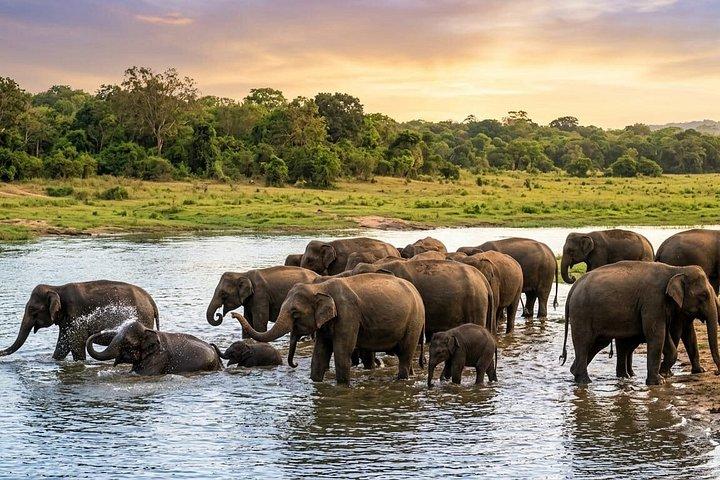 Travel Srilanka WITH Shanaka