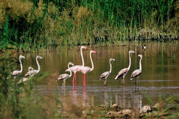 8 Stunden Vogelbeobachtung und Muscat Highlights Tour