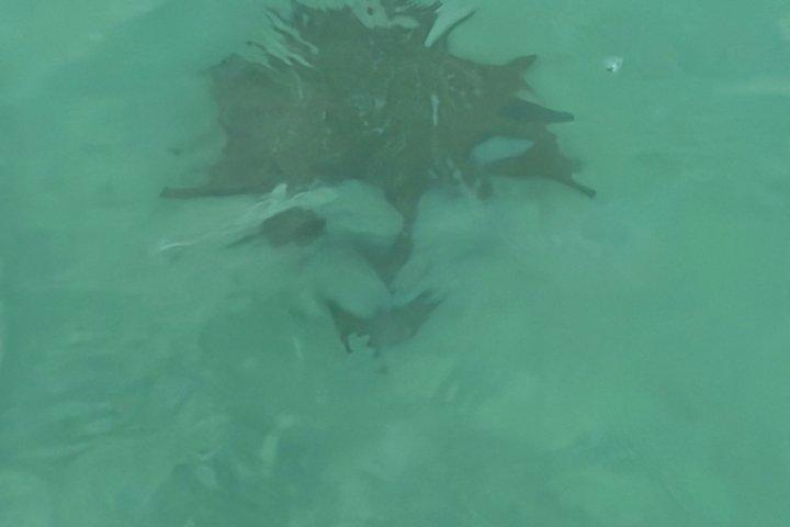 サオナ島カタマランでのランチとプンタカナからの送迎