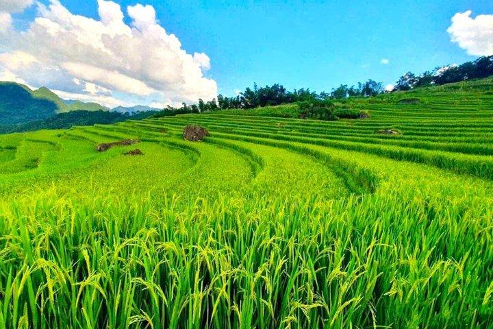 De Hanoi/Ninh Binh: Excursão de um dia de Pu Luong Trekking Village