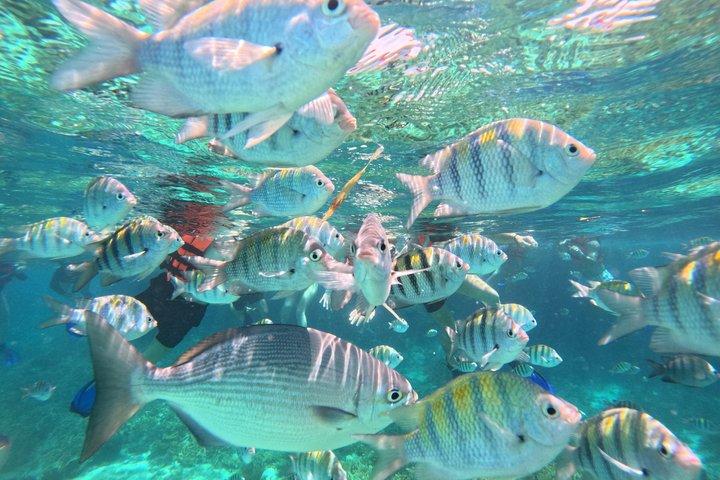 Isla Mujeres: Snorkeling em 3 pontos: MUSA, Manchones e Farito!