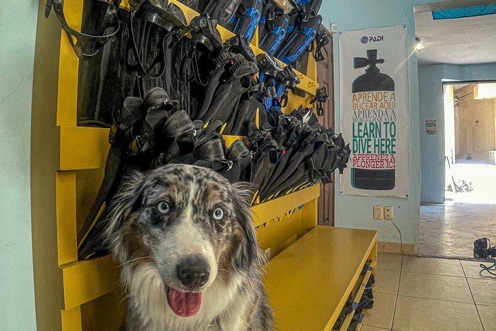 Private Beginner Scuba Diving Experience in Cabo San Lucas