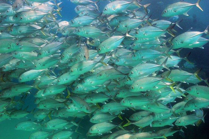 Private Beginner Scuba Diving Experience in Cabo San Lucas