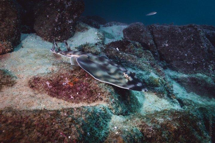 Cabo San Lucas Certified Scuba Diving: 2 Dives with Private Guide