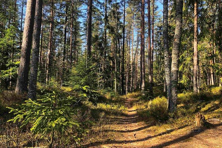 Viking Tales, Trails & Tastes