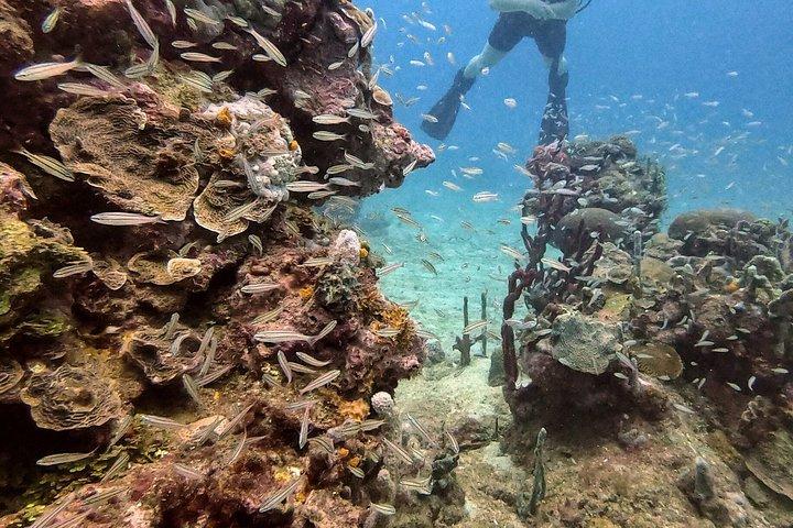 Descubre el buceo con Paraiso Dive