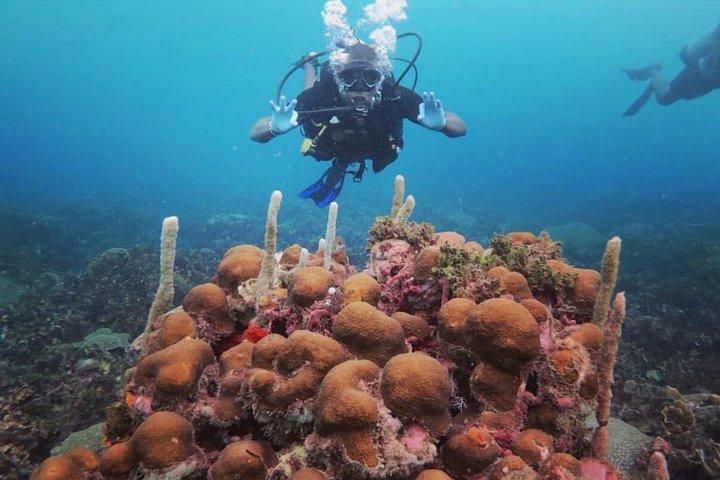 Descubre el buceo con Paraiso Dive